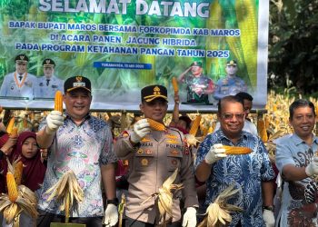 Dukung Ketahanan Pangan, Kapolres Maros Panen Raya Jagung bersama Wakil Bupati