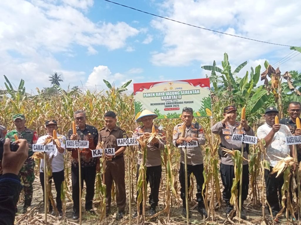 Dukung Swasembada Pangan, Kapolres Luwu Timur Panen Jagung Raya Kuartal II