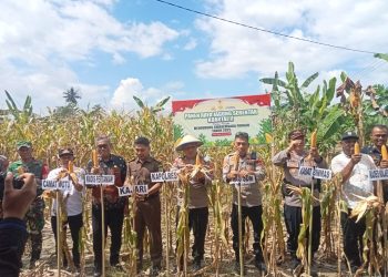 Dukung Swasembada Pangan, Kapolres Luwu Timur Panen Jagung Raya Kuartal II