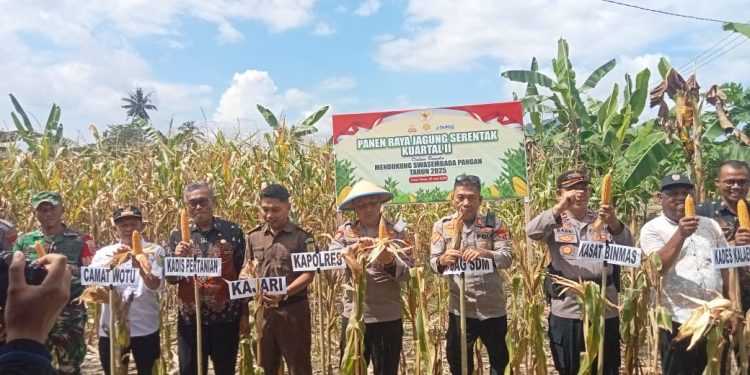 Dukung Swasembada Pangan, Kapolres Luwu Timur Panen Jagung Raya Kuartal II