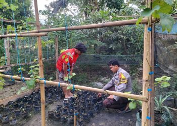 Dorong Ketahanan Pangan, Bhabinkamtibmas Polsek Walenrang Ajak Warga Manfaatkan Pekarangan