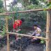Dorong Ketahanan Pangan, Bhabinkamtibmas Polsek Walenrang Ajak Warga Manfaatkan Pekarangan