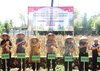 Dukung Swasembada Pangan Nasional, Kapolres Maros Pimpin Panen Raya Jagung Kuartal II