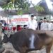 Kapolres Pinrang bersama Personel Kurban 17 Ekor Sapi di Hari Raya Idul Adha 1446 H