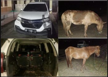 Tim Resmob Sat Reskrim Polres Bantaeng Tangkap 2 Pelaku Pencurian Kuda, 1 Dalam Pengejaran