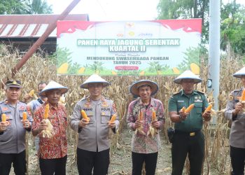 Kapolres Wajo Bersama Masyarakat Panen Raya Jagung Serentak Kuartal II