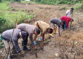 Bhabinkamtibmas Polsek Sanggalangi’ Polres Torut Bersama Instansi Terkait dan Warga Tanam Jagung