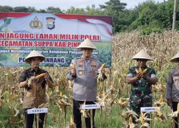 Dukung Swasembada Pangan, Kapolres Pinrang Panen Jagung di Suppa