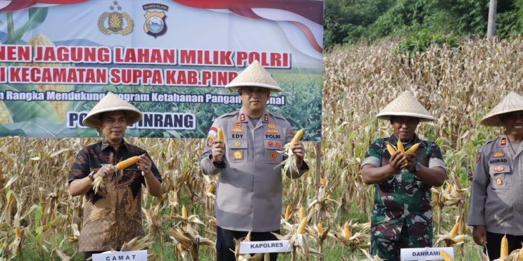 Dukung Swasembada Pangan, Kapolres Pinrang Panen Jagung di Suppa