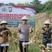 Dukung Swasembada Pangan, Kapolres Pinrang Panen Jagung di Suppa