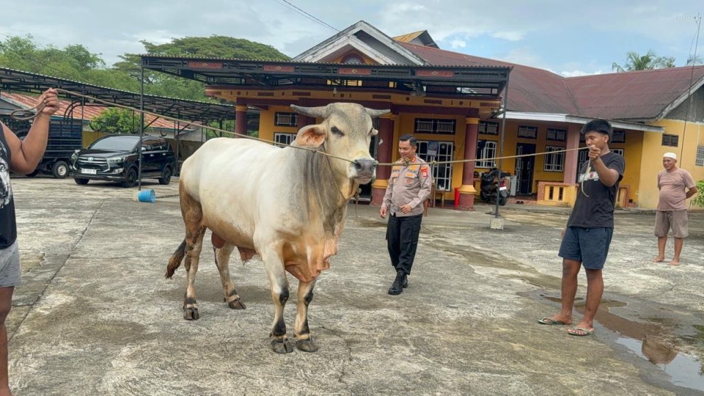 Polres Maros Akan Kurban 9 Ekor Sapi di Hari Raya Idul Adha 1446 H