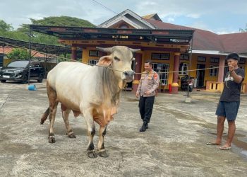 Polres Maros Akan Kurban 9 Ekor Sapi di Hari Raya Idul Adha 1446 H