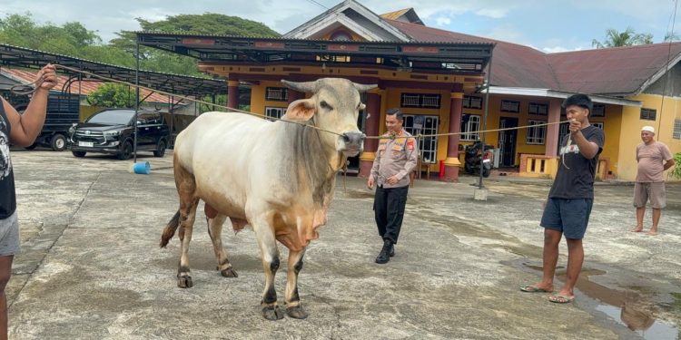 Polres Maros Akan Kurban 9 Ekor Sapi di Hari Raya Idul Adha 1446 H