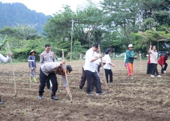 Polres Tana Toraja Gelar Penanaman Jagung Serentak Kuartal III di Pattan Ulusalu
