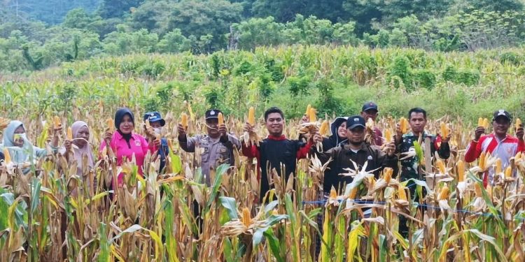 Dukung Program Ketahanan Pangan, 2 Desa Binaan Polres Kepulauan Selayar Panen Raya