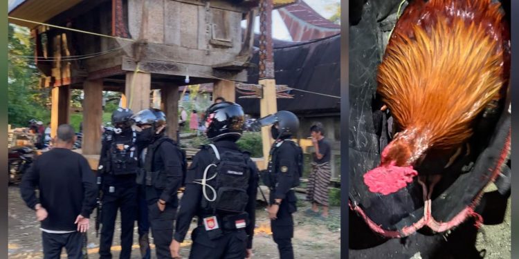 Perintis Presisi Sat Samapta Polres Toraja Utara Gerebek Lokasi Judi Sabung Ayam