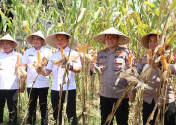 Karo SDM Polda Sulsel bersama Kapolres Maros Dampingi Tim Itwasum Polri Uji Petik Jagung di Tanralili