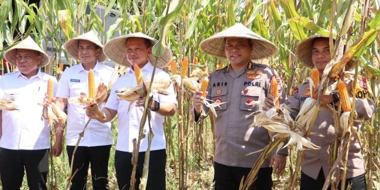 Karo SDM Polda Sulsel bersama Kapolres Maros Dampingi Tim Itwasum Polri Uji Petik Jagung di Tanralili
