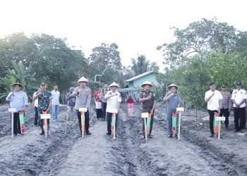 Kapolres Pinrang dan Forkopimda Tanam Jagung Serentak Kuartal III di Sipatuo