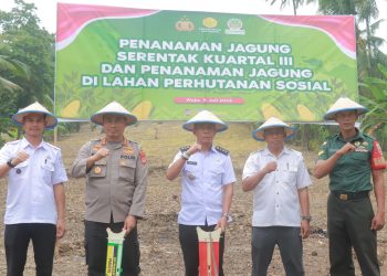 Dukung Swasembada Pangan, Kapolres Wajo Tanam Jagung di Lahan Perhutanan Sosial dan Kuartal III