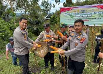 Dukung Program Swasembada Pangan, Kapolres Toraja Utara Pimpin Panen Raya Jagung Serentak Kuartal III