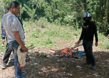 Polisi Gerebek Judi Sabung Ayam di Desa Sapobonto Bulukumpa, Pelaku Kabur