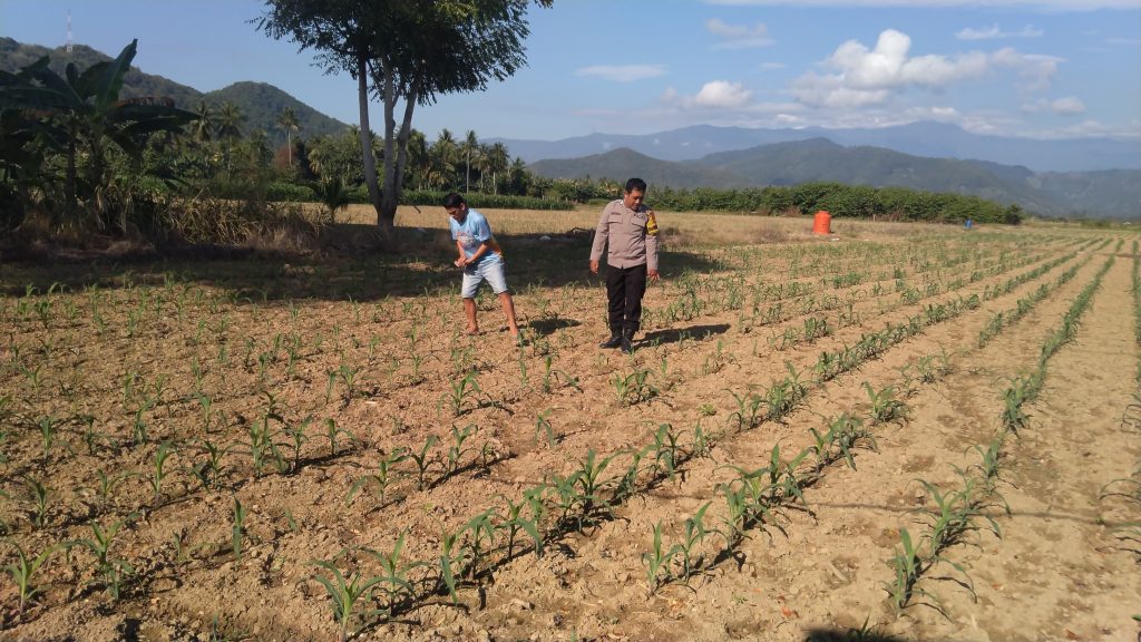 Polisi Penggerak Ketahanan Pangan Lakukan Pengecekan Tanaman Jagung