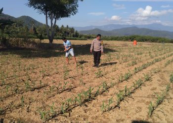 Polisi Penggerak Ketahanan Pangan Lakukan Pengecekan Tanaman Jagung