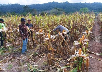 Bumdes Binaan Polisi Penggerak Polres Selayar di Pasimasunggu Sukses Panen Raya Jagung