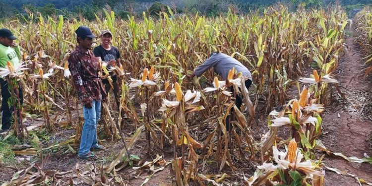 Bumdes Binaan Polisi Penggerak Polres Selayar di Pasimasunggu Sukses Panen Raya Jagung