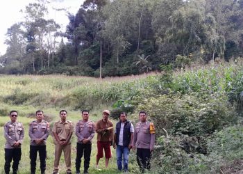 Tingkatkan Produktivitas, Kabag SDM Polres Toraja Utara Tinjau Kebun Jagung di Lembang Misa’ Ba’bana