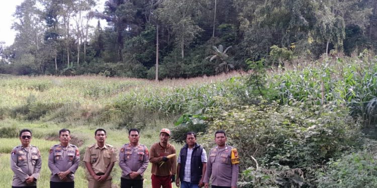 Tingkatkan Produktivitas, Kabag SDM Polres Toraja Utara Tinjau Kebun Jagung di Lembang Misa’ Ba’bana