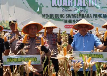 Dukung Swasembada Pangan, Kapolres Maros Pimpin Panen Raya Jagung Serentak Kuartal III