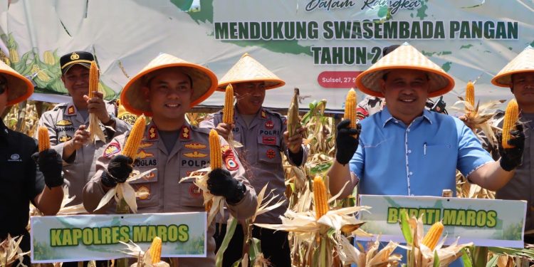 Dukung Swasembada Pangan, Kapolres Maros Pimpin Panen Raya Jagung Serentak Kuartal III