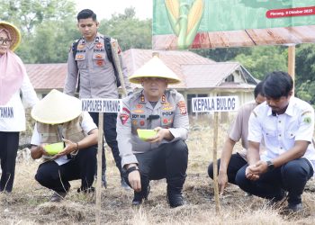 Dukung Swasembada Pangan, Kapolres Pinrang Tanam Jagung Serentak Kuartal IV 