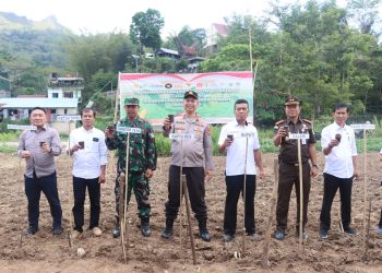 Dukung Program Ketahanan Pangan Nasional, Kapolres Tator Tanam Jagung Serentak Kuartal IV