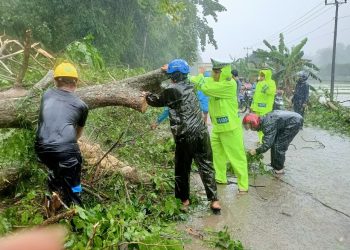 Personel Polres Barru Bersihkan Marerial Pohon Tumbang Yang Hambat Arus Lalu Lintas di 3 Titik