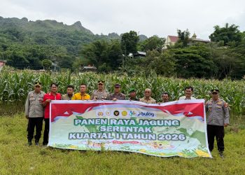 Polres Tana Toraja Panen Raya Jagung, Wujudkan Swasembada Pangan
