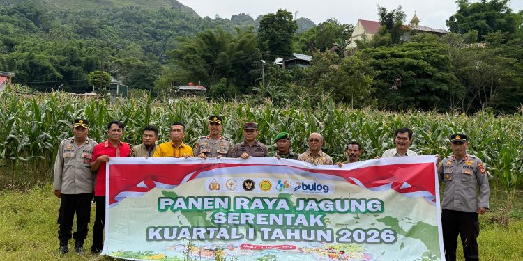 Polres Tana Toraja Panen Raya Jagung, Wujudkan Swasembada Pangan