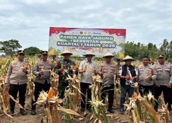 Dukung Swasembada Pangan Nasional, Kapolres Wajo Panen Jagung Serentak Kuartal I
