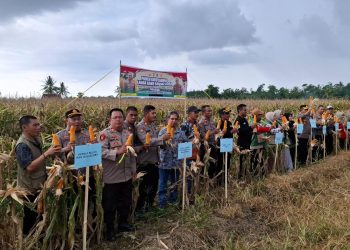 Waka Polres Bulukumba Hadiri Panen Raya Jagung Serentak Kuartal I Tahun 2026