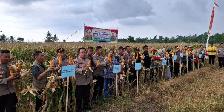 Waka Polres Bulukumba Hadiri Panen Raya Jagung Serentak Kuartal I Tahun 2026