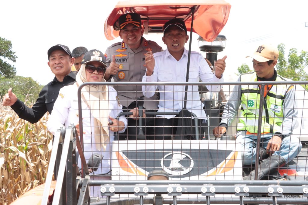 Dukung Stabilitas Pangan, Bupati - Kapolres Sidrap Panen dan Tanam Jagung di Mattirotasi