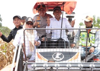 Dukung Stabilitas Pangan, Bupati - Kapolres Sidrap Panen dan Tanam Jagung di Mattirotasi