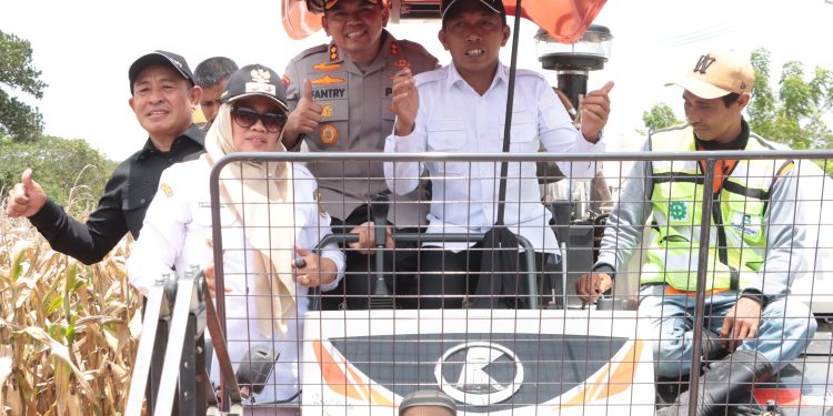 Dukung Stabilitas Pangan, Bupati - Kapolres Sidrap Panen dan Tanam Jagung di Mattirotasi