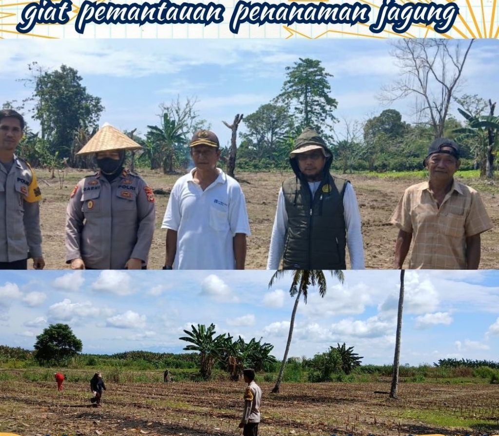 Polsek Lamasi Dukung Ketahanan Pangan Melalui Pemantauan Penanaman Jagung Binaan Polri