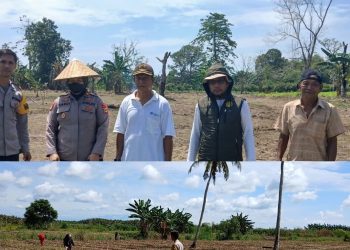Polsek Lamasi Dukung Ketahanan Pangan Melalui Pemantauan Penanaman Jagung Binaan Polri