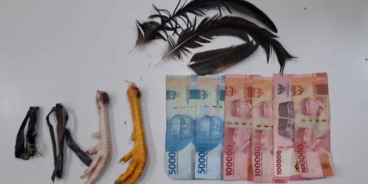 Polres Toraja Utara Gerebek Lokasi Judi Sabung Ayam, 2 Pelaku dan Barang Bukti Diamankan