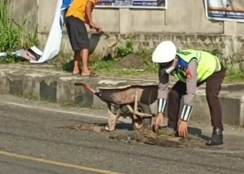 Cegah Kecelakaan, Personel Polres Parepare Aipda Herman Turun Langsung Tutup Jalan Berlubang