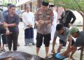 Kapolres Tator Sembelih 4 Ekor Sapi Untuk Dibagikan ke Masyarakat